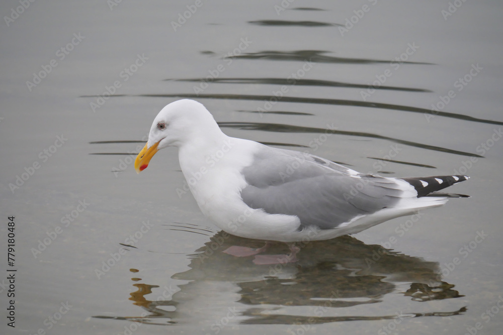 An isolated seagull in the waters of Cowichan Bay on Vancouver Island in British Columbia, Canada