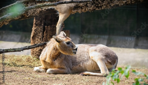 kangaroo in a zoo