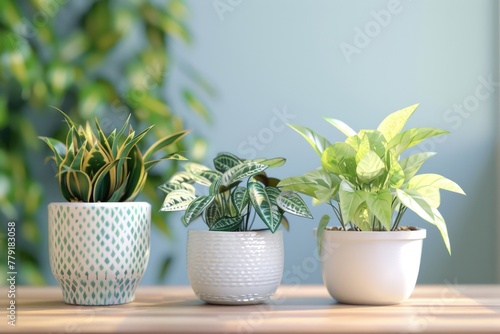 Three potted plants arranged neatly on a wooden table. Suitable for home decor or gardening concepts