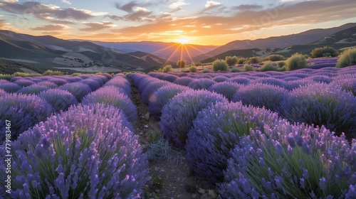Sunset Glow Over Lavender Fields, generative ai