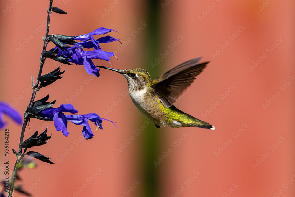 Obraz premium Ruby-throated hummingbird getting nectar from purple Salvia flower. Backyard birding, birdwatching and wildlife habitat preservation concept