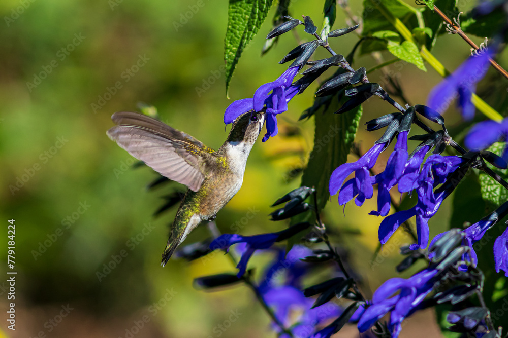 Naklejka premium Ruby-throated hummingbird getting nectar from purple Salvia flower. Backyard birding, birdwatching and wildlife habitat preservation concept