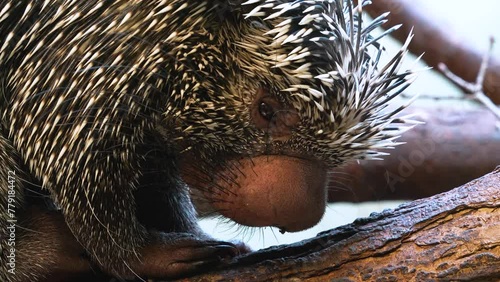 A Prehensile-Tailed Porcupine  wiggling his nose photo