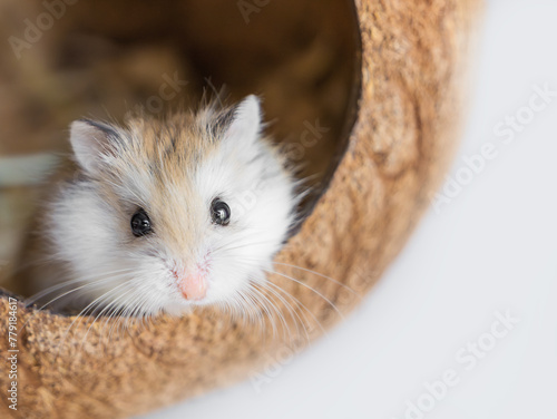 Close-up portrait of Roborovski hamster (Phodopus roborovskii), desert hamster, Robo dwarf hamster - the smallest of three species of hamster in the genus Phodopus. Coconut house for rodents photo