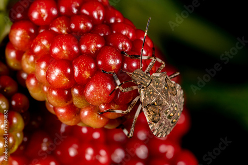 Brown marmorated stink bug instar eating blackberry fruit in garden. Agriculture crop insects, pest control and gardening concept.