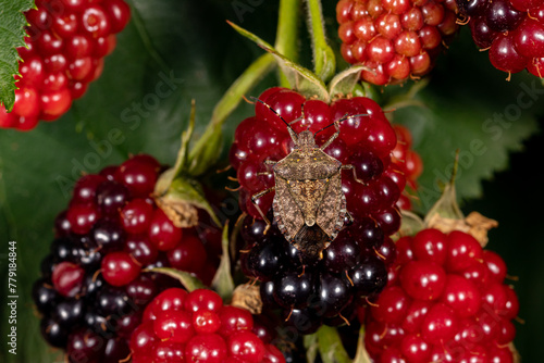 Brown marmorated stink bug instar eating blackberry fruit in garden. Agriculture crop insects, pest control and gardening concept.