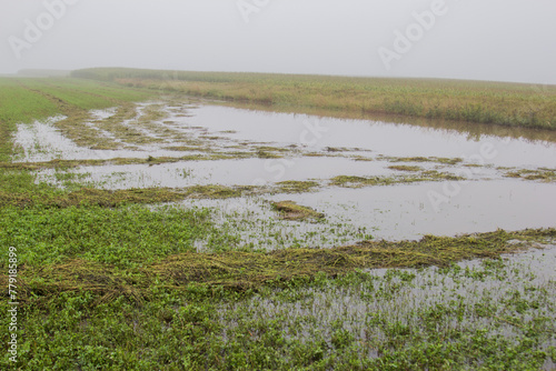 Obraz na płótnie flooded alfalfa field