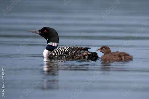 Two common loons swimming in blue lake water. 