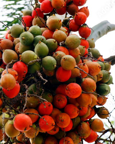 bunch of  areca nut or betel nut is the fruit of the areca palm tree