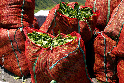 bag filled with picked tea leaves from the farm to transport to tea production factory