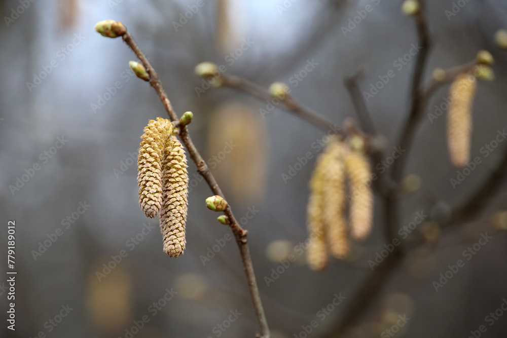 Naklejka premium Hazel catkins on a tree branch. Forest in early spring, allergenic plants