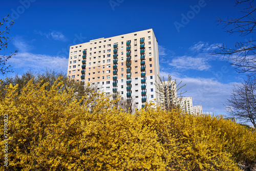 flowering forsythia bush i the facade  with balconies of a residential high-rise building in Poznan