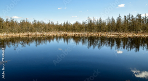 Calm pond water with bare tree reflections and blue sky