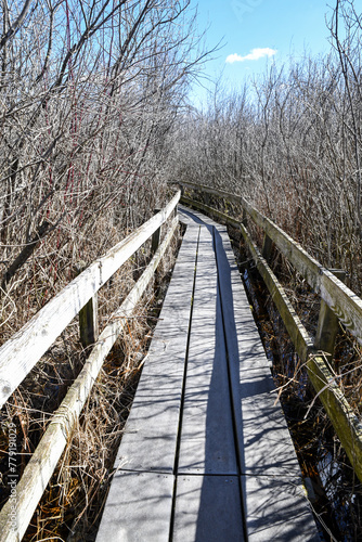 Wooden boardwalk hiking path through the marshland