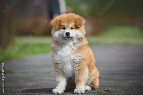 Japanese akita inu puppy in the park 