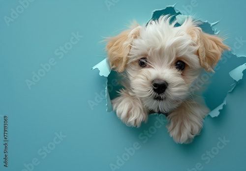 havanese puppy photo