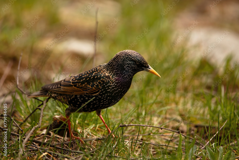 Inquisitive Starling Foraging Amidst Green Grass Inquisitive Starling Foraging Amidst Green Grass