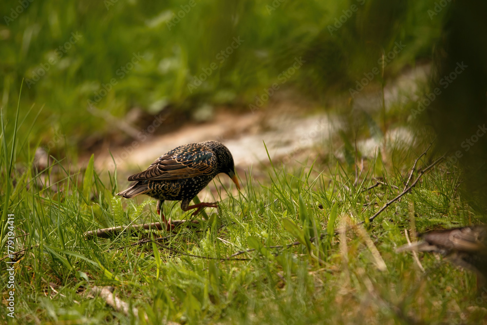 Grassland Explorer Starling Seeking Food in Nature's Bounty Grassland Explorer Starling Seeking Food in Nature's Bounty