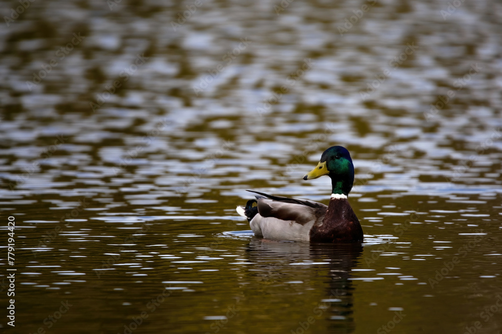 Obraz premium Waterborne Beauty: Mallard Duck Floating Peacefully