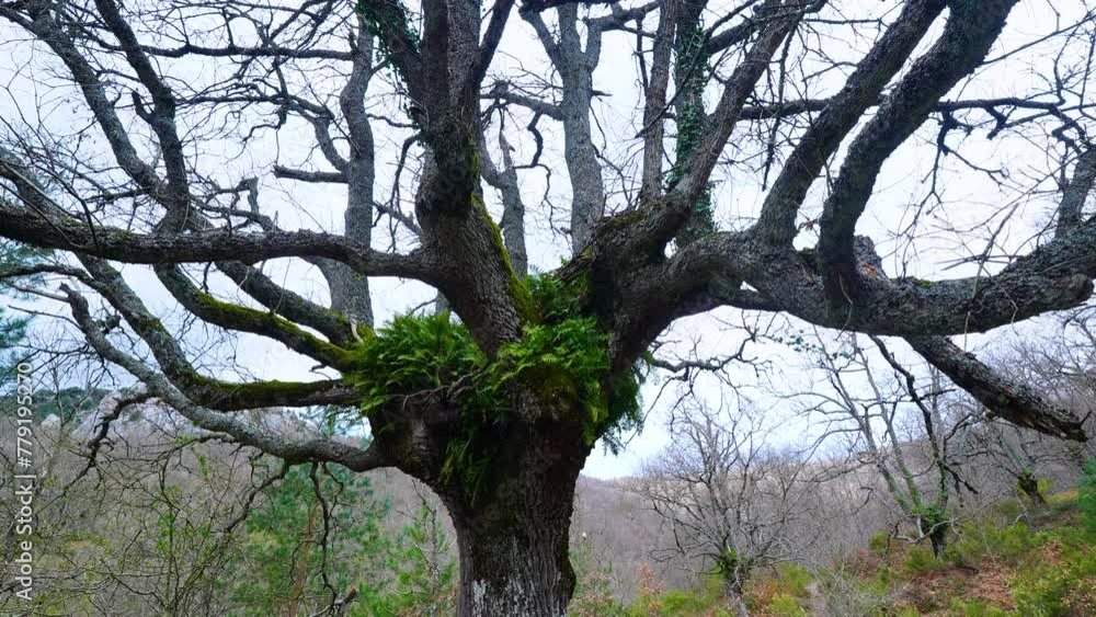 Old oak trees with lichens on the path to the source of the Zirauntza river in Araia in the province of Alava. Aizkorri-Aratz Natural Park in the provinces of Alava and Gipuzkoa. Basque Country. Spain Old oak trees with lichens on the path to the source of the Zirauntza river in Araia in the province of Alava. Aizkorri-Aratz Natural Park in the provinces of Alava and Gipuzkoa. Basque Country. Spain