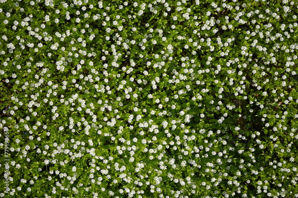 texture of white flowers, small flowers on green background, texture of small white flowers, concept of mental health texture of white flowers, small flowers on green background, texture of small white flowers, concept of mental health