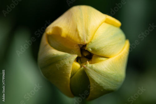 Close-up of the bud of a yellow tulip. The flower is photographed from above. The background is green. Soft light shines on the bud.