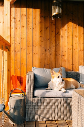 Corgi dog lies on the sofa at the dacha in the sunlight at sunset, relaxation and tranquility photo