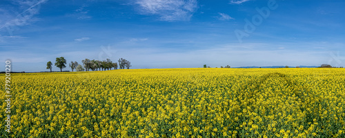 Bright yellow canola field and blue sky on a sunny day. Rural scene in springtime. Ecology concept. Agrarian industry, Mostviertel, Austria