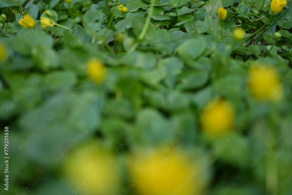 yellow flowers of spring wheat close up as background, macro bright yellow flowers of spring plants, spring yellow flowers close up yellow flowers of spring wheat close up as background, macro bright yellow flowers of spring plants, spring yellow flowers close up