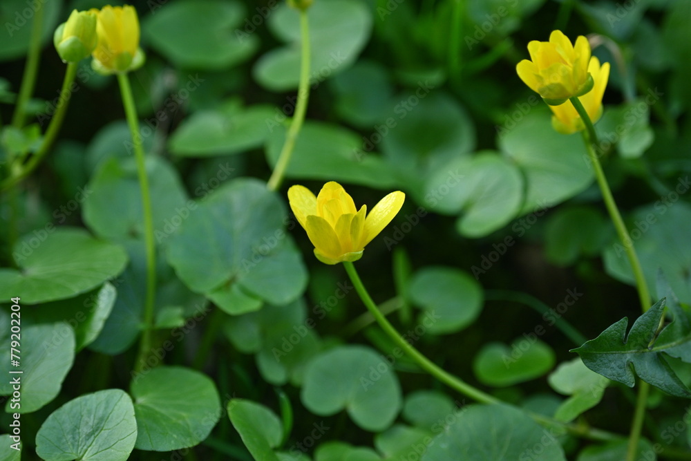 yellow flowers of spring wheat close up as background, macro bright yellow flowers of spring plants, spring yellow flowers close up yellow flowers of spring wheat close up as background, macro bright yellow flowers of spring plants, spring yellow flowers close up