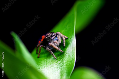 Phidippus Johnson jumping spider, jump spider, phidippus johnson spiders animal arachnid group of spiders that constitute the family red backed jumping web spider.
