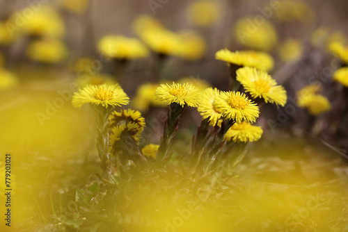 Coltsfoot flower in spring forest, selective focus to mother and stepmother first flowers. Blooming Tussilago farfara at april photo