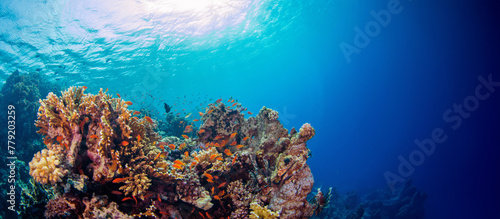 Underwater shot of vivid coral reef with beautiful fauna and flora.