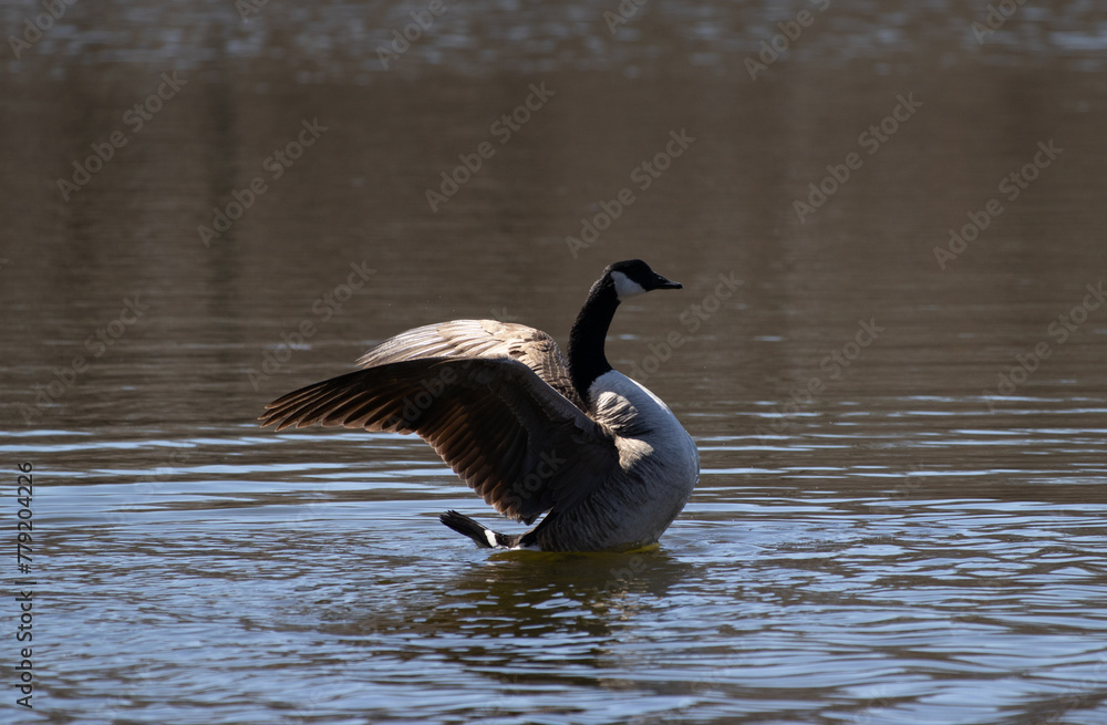 Obraz premium Canadian Goose