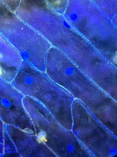 Cebula pod mikroskopem