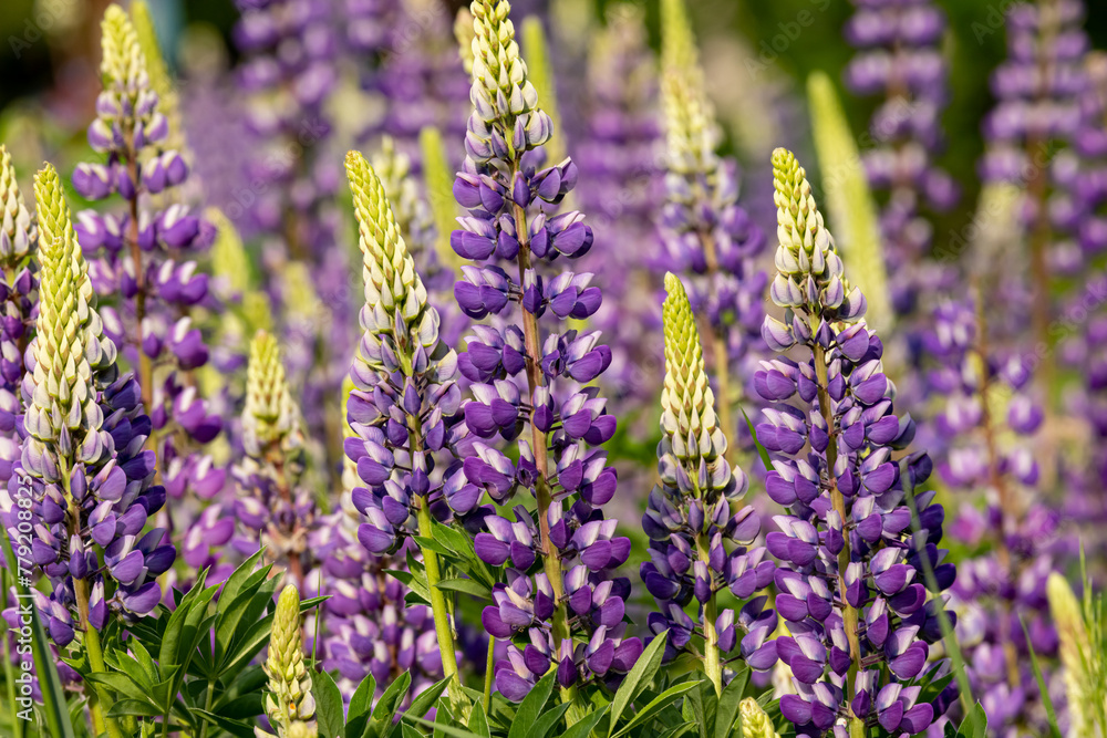 Close up of colorful purple lupines in spring Close up of colorful purple lupines in spring