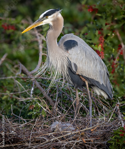 Great blue heron parent stands watch over chich at its feet
