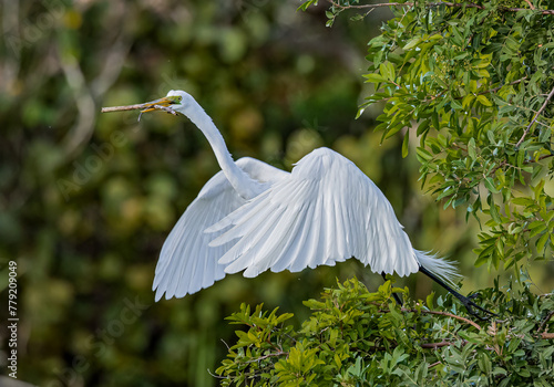 Great egret with wings raised flies off nest to hunt for nesting materials