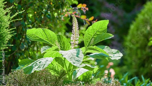 Phytolacca acinosa, Indian pokeweed, is flowering plant in family Phytolaccaceae. It is native to temperate eastern Asia; Himalayas, most of China, Vietnam to Japan photo