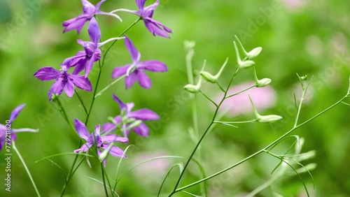 Consolida regalis, known as forking larkspur, rocket-larkspur, and field larkspur, is annual herbaceous plant belonging to genus Consolida of buttercup family (Ranunculaceae). photo