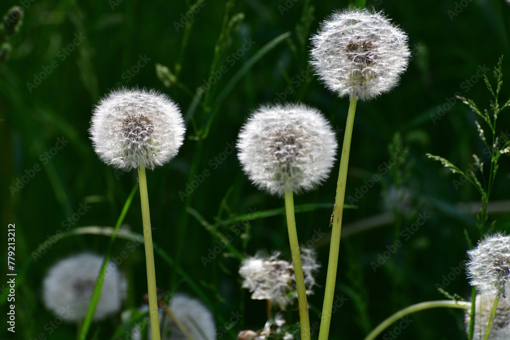 Beautiful white dandelions with seeds in the meadow Beautiful white dandelions with seeds in the meadow