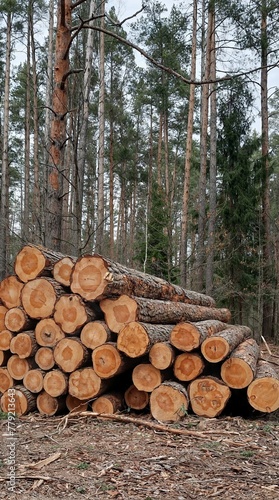 A pile of pine logs. Cut trees. Timber harvesting. Forestry.