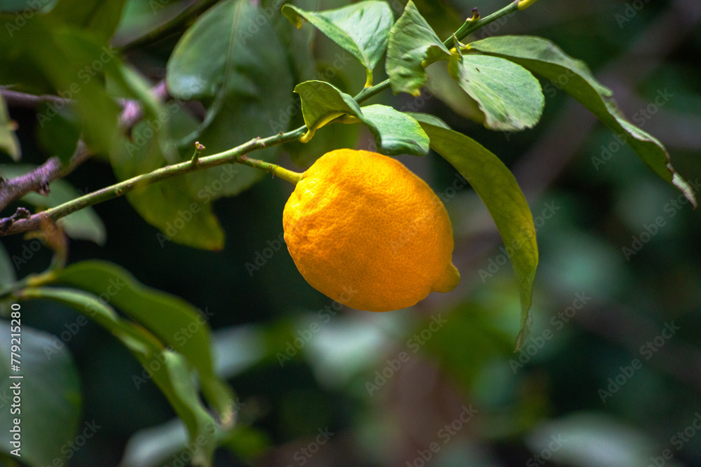 Citrus Abundance: Organic Lemon on Branches and Tree Citrus Abundance: Organic Lemon on Branches and Tree