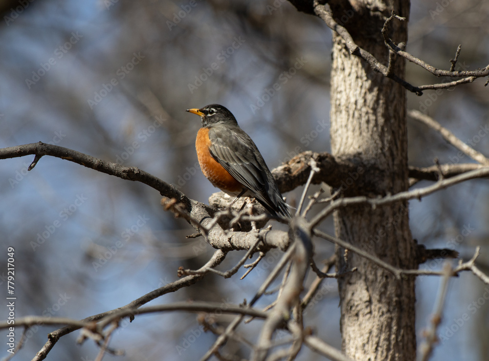 Robin on Branch Robin on Branch