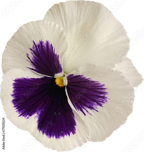 White and purple pansy flower isolated on white background