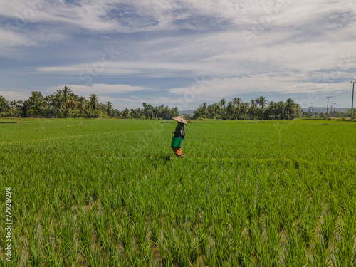 Woman walking in a vast green rice fields