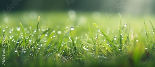 Lush green grass with morning dew drop or water droplets after rain on meadow.