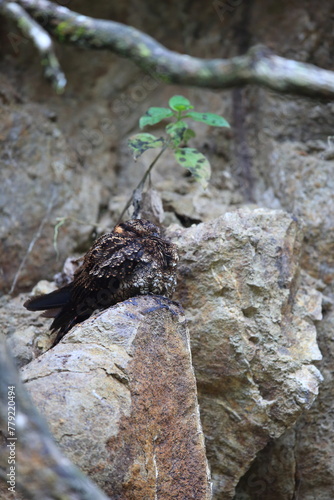 The lyre-tailed nightjar (Uropsalis lyra) is a species of nightjar in the family Caprimulgidae. This female photo was taken in Ecuador. photo