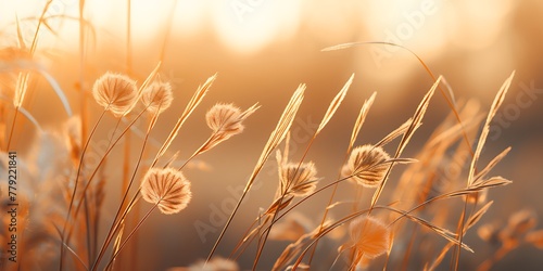 Grass flower in the meadow at sunset. Nature background.