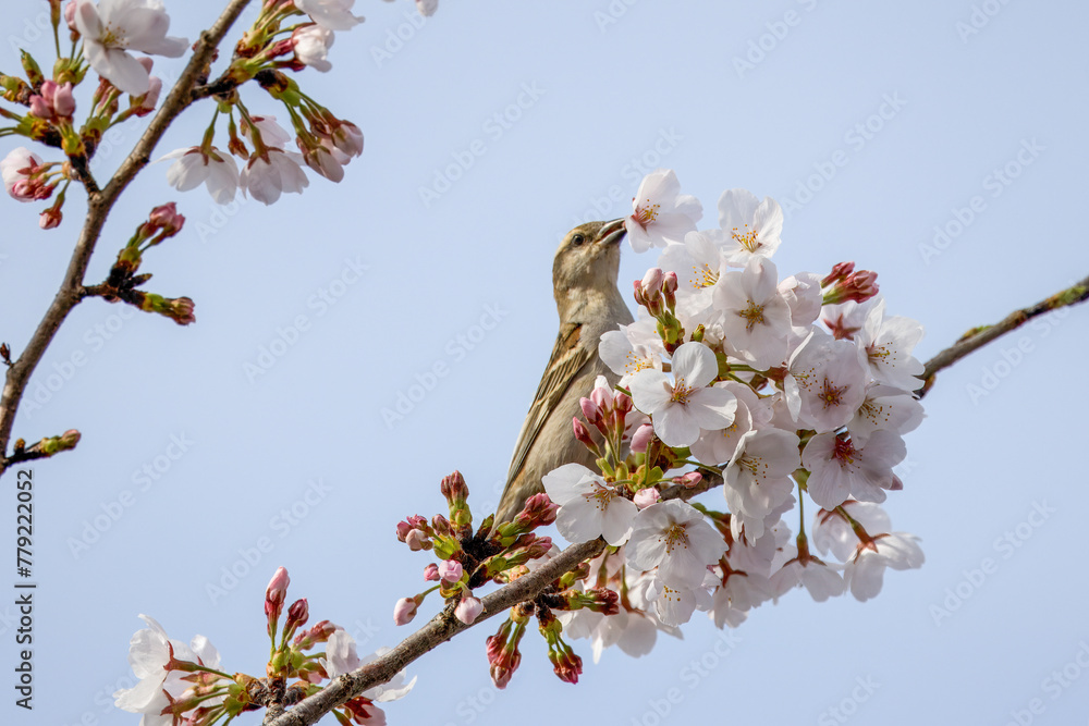 桜の木にとまるとニュウナイスズメ